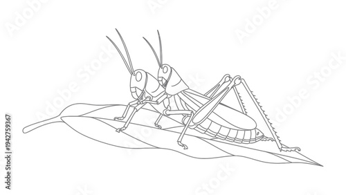 Detailed Grasshoppers on Leaf: Two intricately detailed grasshoppers rest on a simple leaf, their forms defined by elegant lines, representing a minimalist naturalistic aesthetic.