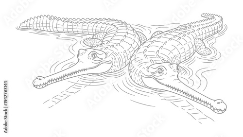 Gharial Illustration: Two gharials glide through tranquil waters. Their elongated snouts and unique appearance showcase the intricacies of these fascinating creatures.