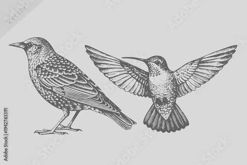 Vector collection of hand-drawn starling bird illustrations in engraved style. starling bird background colibri tropical silhouette art.