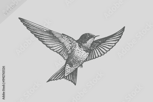 Εκτύπωση καμβά Realistic Vintage engraving isolated starling bird illustration