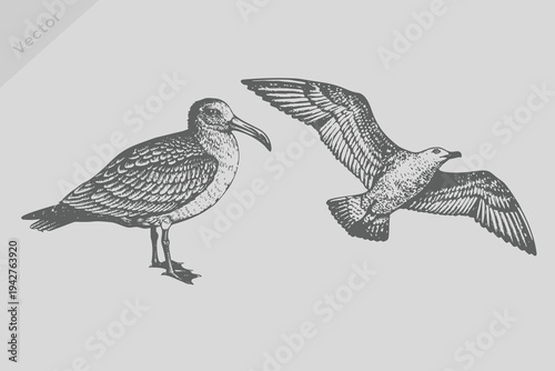 Tableau sur toile Vector hand-drawn seagull bird illustration