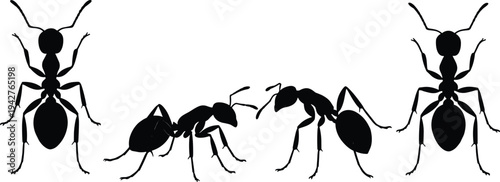 Collection of Professional Ant Silhouettes Featuring Detailed Insect Body Parts for Nature Study Pest Control Education Wildlife Research and Creative Biological Vector Design Elements