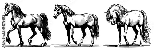 Majestic Horses Collection Vector Sketch Illustration Various Poses of Wild Stallions for Ranch and Equestrian Design