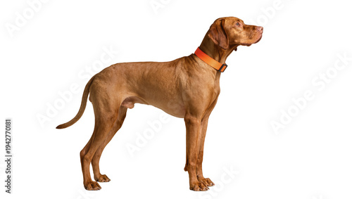 Photos Isolated Vizsla dog standing alert with collar on, side view, purebred animal, l