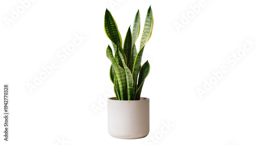 Isolated plant of sansevieria trifasciata or snake plant in pot, interior greenery concept