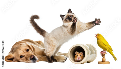 Tableau sur toile Isolated Golden Retriever, Siamese cat, hamster, yellow canary together, animal