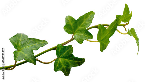 Foto Isolated twig of ivy with green foliage, close-up view, plant against neutral ba