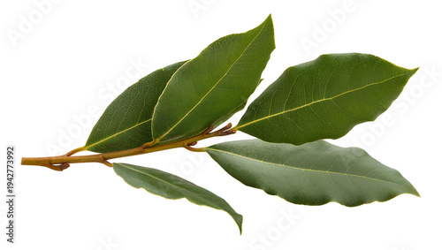 Konstfotografi Isolated bay laurel leaves on a branch, culinary herb and popular aromatic plant