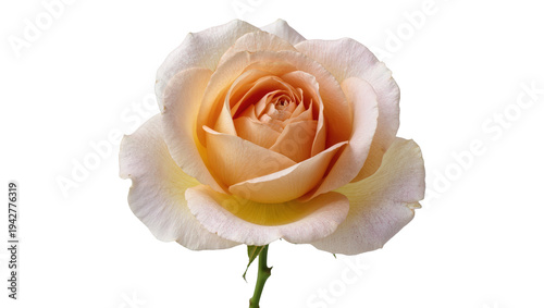 Isolated exquisite light-peach-colored rose with a hint of yellow, a beautiful flower bloom