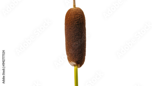 Canvas Print Isolated ripe cattail on stem, an emergent plant often found in wetlands, marshe