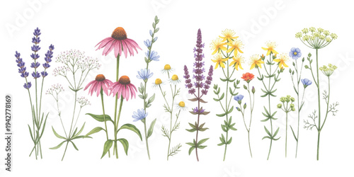 A watercolor illustration featuring a diverse array of wild and medicinal herbs and flowers, including lavender and echinacea.
