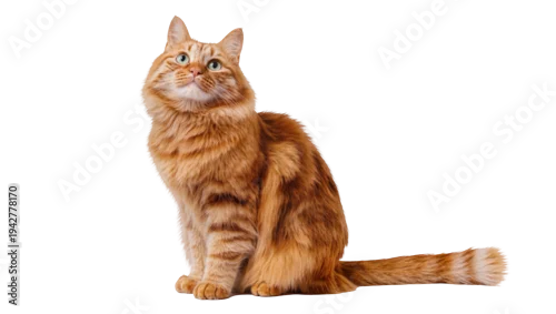 Fototapeta na wymiar Isolated ginger cat looking up curiously, lovely tabby feline with fluffy fur, portrait