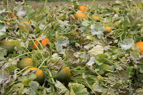 Wallpaper Mural Some Large Pumpkin Vegetables Growing in a Garden. Torontodigital.ca