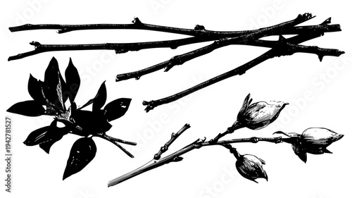 Climbing plant bundle showcasing thick wood and buds, set of vectors