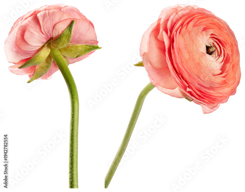 Fotografie Pink ranunculus flowers isolated beautifully element set