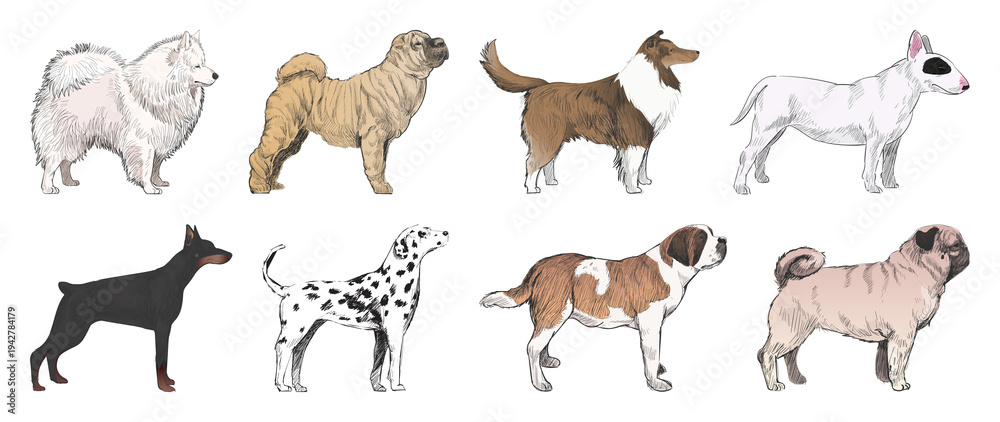 Obraz premium Illustrated diverse dog breeds element set
