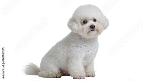Fotografie Isolated purebred Bichon Frise dog sitting and looking at the camera with its da