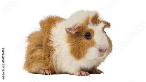фотографія Isolated guinea pig looking at the camera, small pet sitting, cute fur, studio s