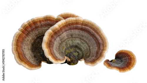Canvastavla Isolated Trametes versicolor fungus, turkey tail mushroom, medicinal nature, no