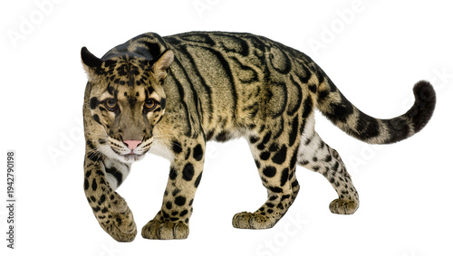 Canvas Print Isolated clouded leopard approaching forward against background, predator walkin