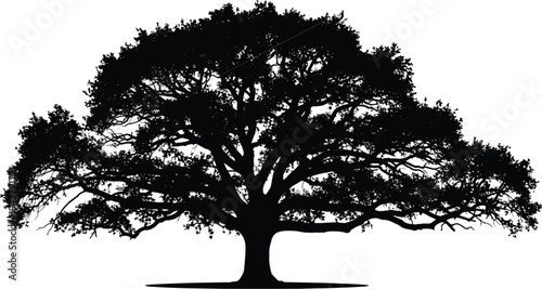 big tree silhouette, oak tree, nature silhouette, isolated tree, forest tree, large canopy, botanical silhouette, natural landscape, spreading branches, tree
