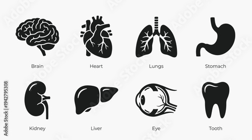Human Anatomy Vectors Icon Set – Internal Organs Illustrations Featuring Brain, Heart, Lungs, Stomach, Kidneys, Liver, Eye, and Tooth in Bold Silhouette Style
