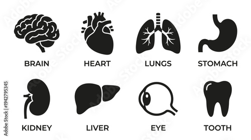 Human Anatomy Vectors Icon Set – Internal Organs Illustrations Featuring Brain, Heart, Lungs, Stomach, Kidneys, Liver, Eye, and Tooth in Bold Silhouette Style