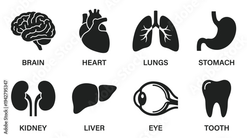 Human Anatomy Vectors Icon Set – Internal Organs Illustrations Featuring Brain, Heart, Lungs, Stomach, Kidneys, Liver, Eye, and Tooth in Bold Silhouette Style