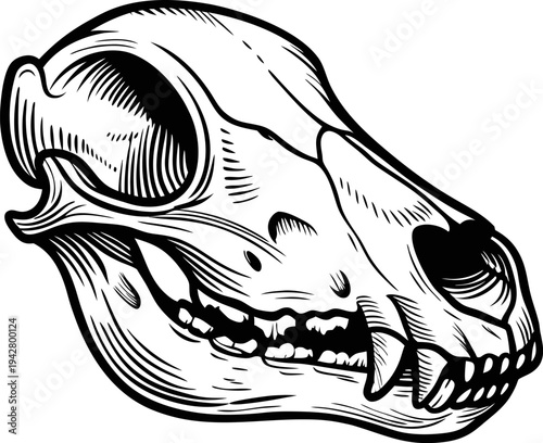 detailed black and white animal skull illustration with sharp teeth and hollow eye sockets