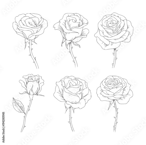 Six black and white line of roses with stems and thorns flower botanical