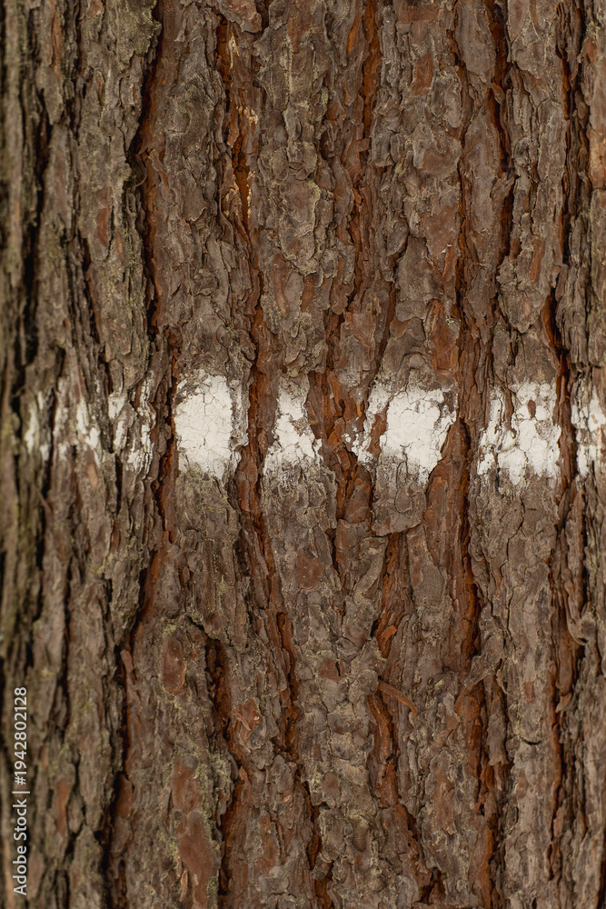 Fototapeta premium Snow covered pine tree trunk in Polish winter forest 