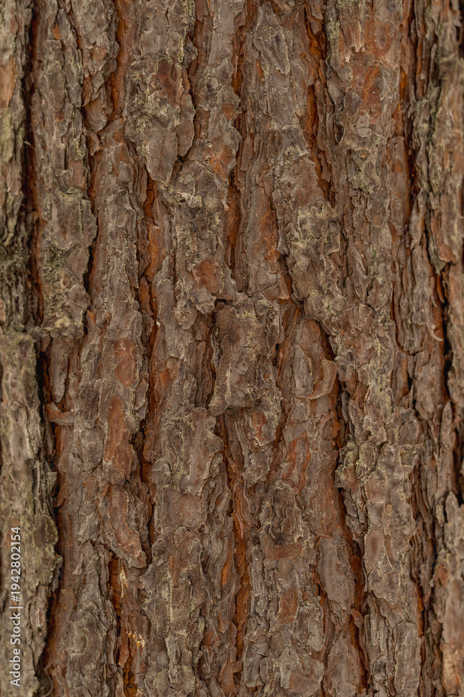 Obraz premium Snow covered pine tree trunk in Polish winter forest 