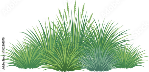 Create a realistic kinds of deferent grass Fresh green ornamental grass clump , natural texture ideal for landscape design, eco concepts, and botanical themes. vector art with white background..