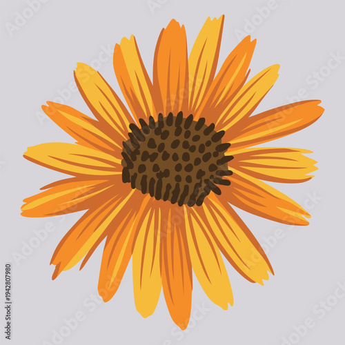 Sunflower Illustration