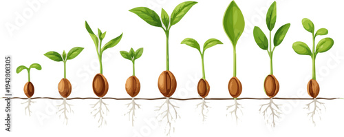 Create a realistic kinds of deferent seedling with seed and root is growing new leaves vector art with white background.