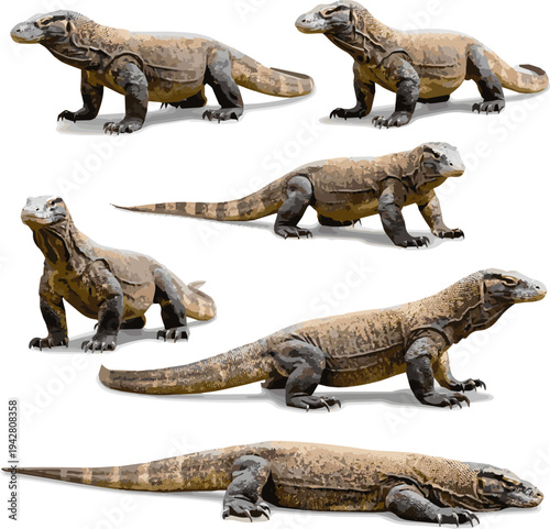 Create a realistic kinds of deferent Komodo dragon PNG isolated on transparent background, large lizard with scales and claws for wildlife and nature projects vector art with white background..