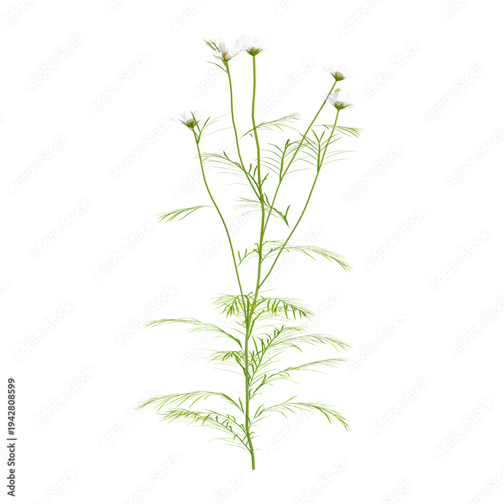 Fototapeta premium 3d illustration of Cosmos bipinnatus Palnt isolated on transparent background
