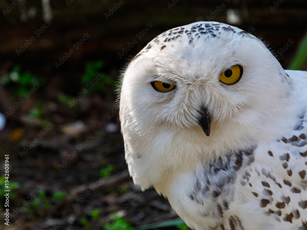Obraz premium Snow owl in spring
