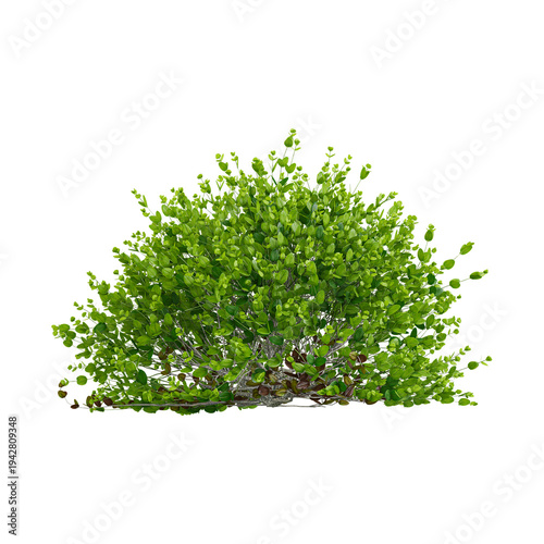 Fotografija 3d illustration of Dwarf english boxwood sheubs plant isolated on transparent ba