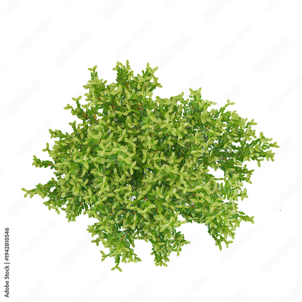 Obraz premium 3d illustration of Lentisk plant isolated on transparent background from top view