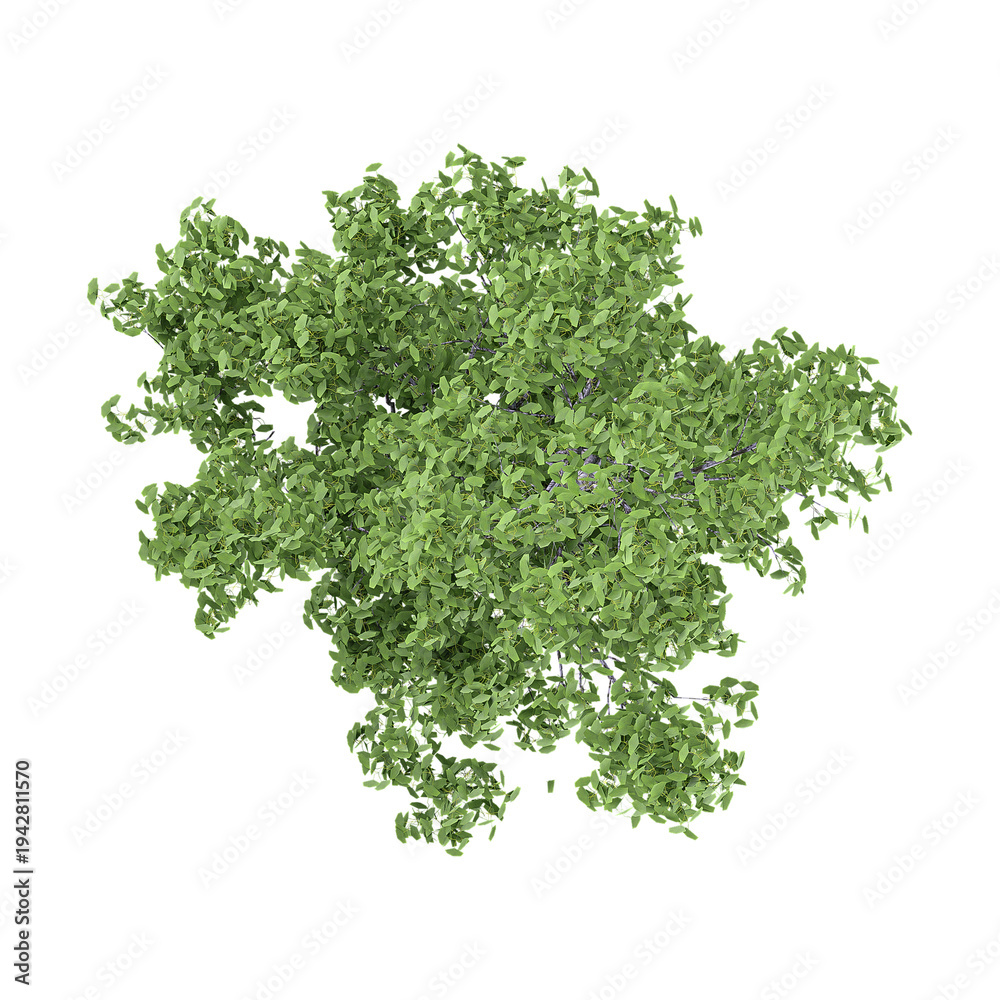 Obraz premium 3d illustration of Populus nigra italica Tree isolated on transparent background from top view