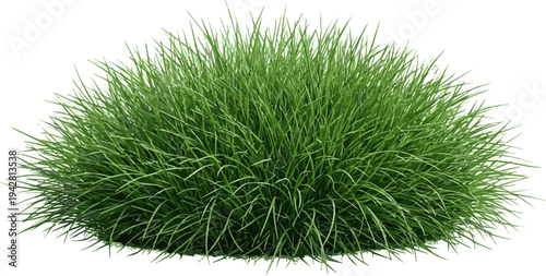 Isolated a realistic grass Fresh green ornamental grass clump , natural texture ideal for landscape design, eco concepts, and botanical themes. vector art with white background..