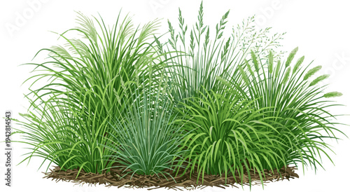 Isolated a realistic kinds of deferent grass Fresh green ornamental grass clump , natural texture ideal for landscape design, eco concepts, and botanical themes. vector art with white background..