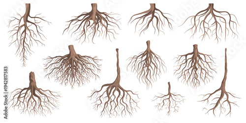 Tree and shrub roots vector set, showcasing root systems, tree stumps, and woody plant parts, ideal for dendrology, botanical research, and plant science illustrations.