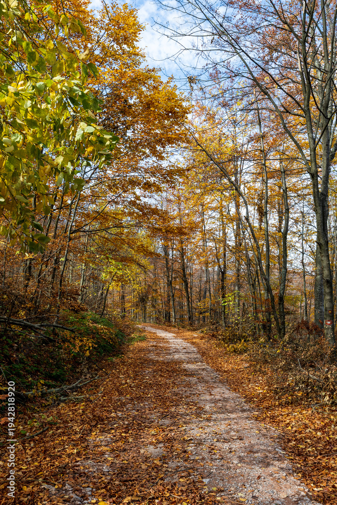 Fototapeta premium Vertical photo of a forest path. Forest hiking trail in autumn with soft light. Photo of a forest path taken in autumn. Beautiful autumn colors, yellow, red, brown, green, light green.