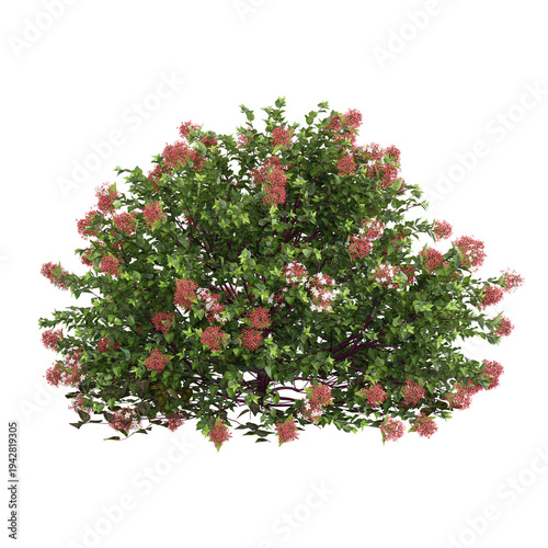 Foto 3D rendering of Glossy abelia plant on transparent background