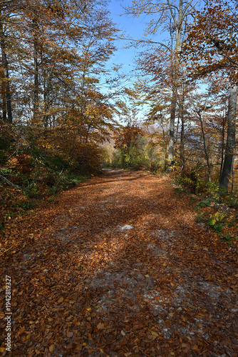 Woodland hiking path in autumn with soft light. Panoramic scenic landscape with tranquil fall colors. Vertical photo of a forest path.