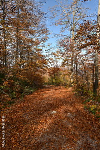 Panoramic scenic landscape with tranquil fall colors. Vertical photo of a forest path. Forest hiking trail in autumn with soft light. Photo of a forest path taken in autumn. Beautiful autumn colors, y