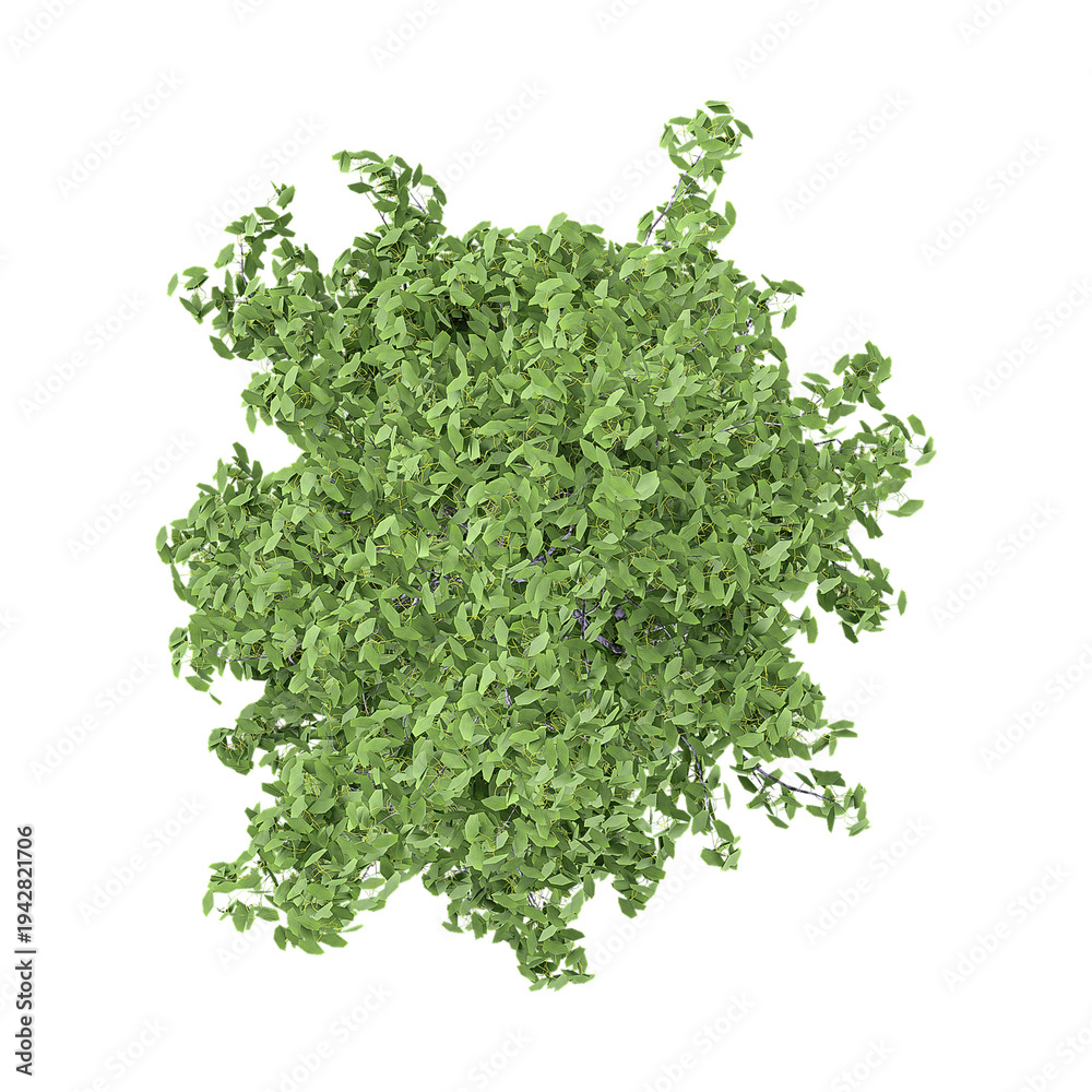 Fototapeta premium 3D rendering of Populus nigra italica Tree on transparent background from top view