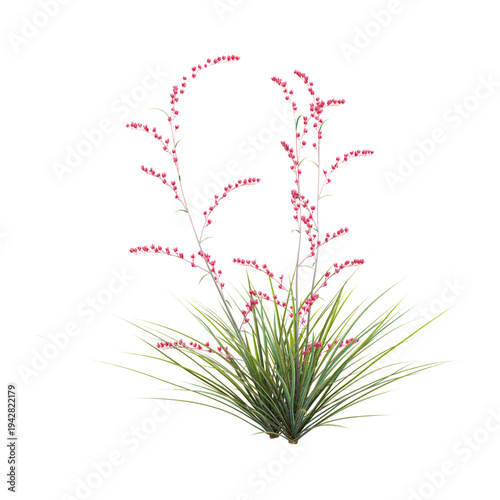 3D rendering of Red yucca tree on transparent background